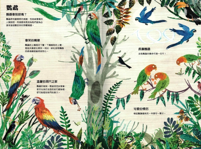 野鳥大書BIRDS